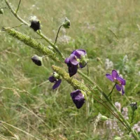 Дирекция ООПТ Курской области