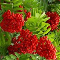 МБДОУ "Детский сад общеразвивающего вида №28 "Рябинка" с. Б.Ключи ЗМР РТ"