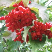 МДОУ №70 "КАЛИНКА"