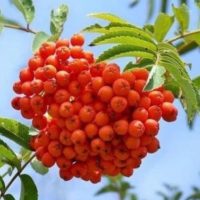 МБДОУ детский сад №4 "Рябинушка" г. Брянска