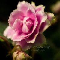 ЦВЕТЫуБелки