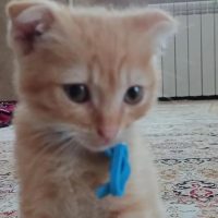 МБДОУ 140 "Аленький цветочек"  г. Грозного