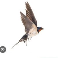 МКДОУ "ЛАСТОЧКА" С. АТЛАНАУЛ