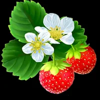 МБДОУ  Детский сад № 70 "Ягодка"