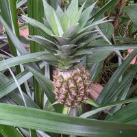 Ботанический сад Амурск