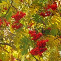 МБДОУ "ДЕТСКИЙ САД 2" , г. Троицк