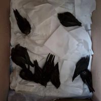 Центр выхаживания и выкармливания стрижей