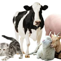 ГБУ "Лопатинская райСББЖ"