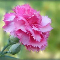 МБДОУ Детский сад 112 "Гвоздичка " г. Архангельск