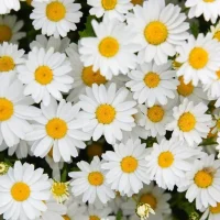 Детский сад №55 Колпино