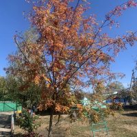 МБДОУ "ДЕТСКИЙ САД" РЯБИНУШКА" СТ. ИСПРАВНОЙ"