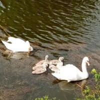 Администрация Дружненского сельсовета Курчатовского района Курской области