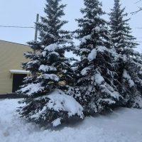 Новостной канал МБОУ "Лешев-Тамакская ООШ"