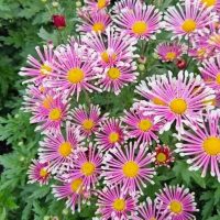 МБДОУ г.Астрахани №96