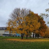 МКОУ «СШ № 17»