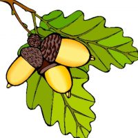 МБДОУ "Детский сад № 16 г. Йошкар-Олы "Дубок"