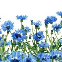 КАНАЛ МБДОУ "Д/С № 24 "КУК ЧЭЧЭК" г.Альметьевска