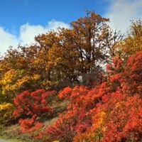 МБДОУ МО г.Краснодар "Детский сад №183"Рябинка"