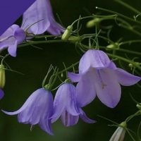 МБ ДОУ 6 «Колокольчик»