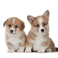 «Кэнди Свит»