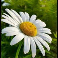 ГБДОУ ЛНР "Краснолучский ясли-сад № 70 "Ромашка"