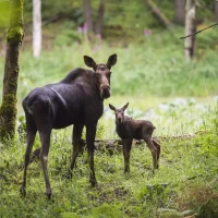ГБУ Ленинградской области "Сосновское ГООХ"