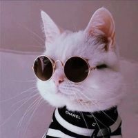 Кошки | Котики Коты. Собаки. Собачки. Песики. Животные. Домашние. Милые. Пушистики. Классные. Смешные. Видео. Фото. Котята. Щеночки жиза жесть девочки девчонки девчули любовь отношения про женщин