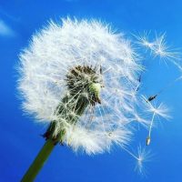 МБ ДОУ "Детский сад №117" Новокузнецкого ГО