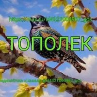 Тополек
